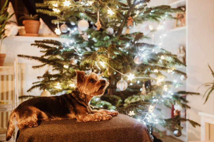 How Table Top Christmas Trees Bring Joy to Your Home and Health to Your Body